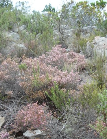 Erica labialis in habitat